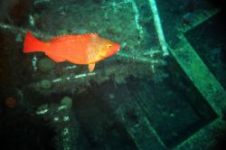 Sparisoma cretence, checking out the wreck... by Demetris Papadopoulos 